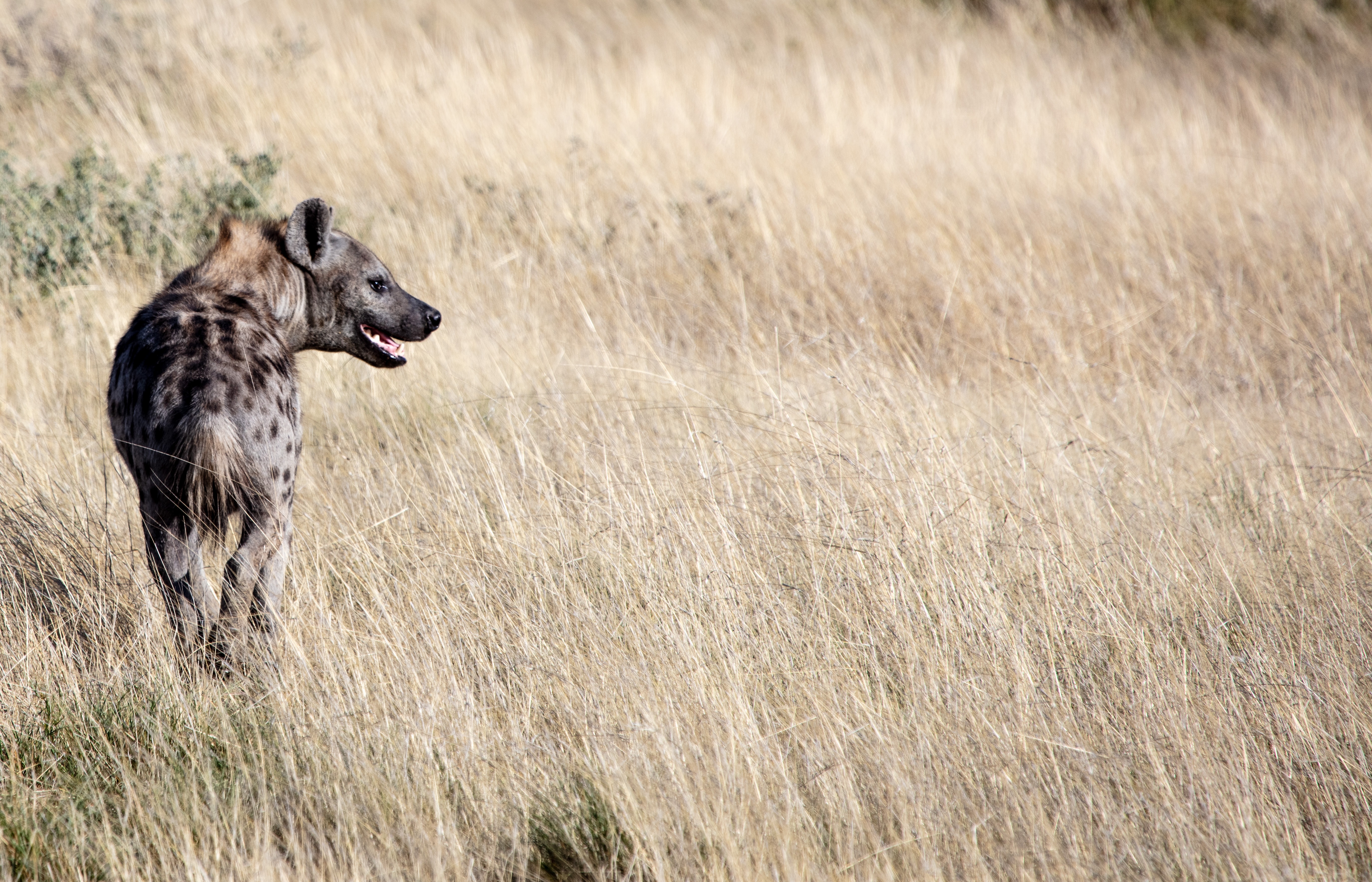 2 Days Best Budget Safari Tarangire & Ngorongoro Crater - Tanzania safari gallery image